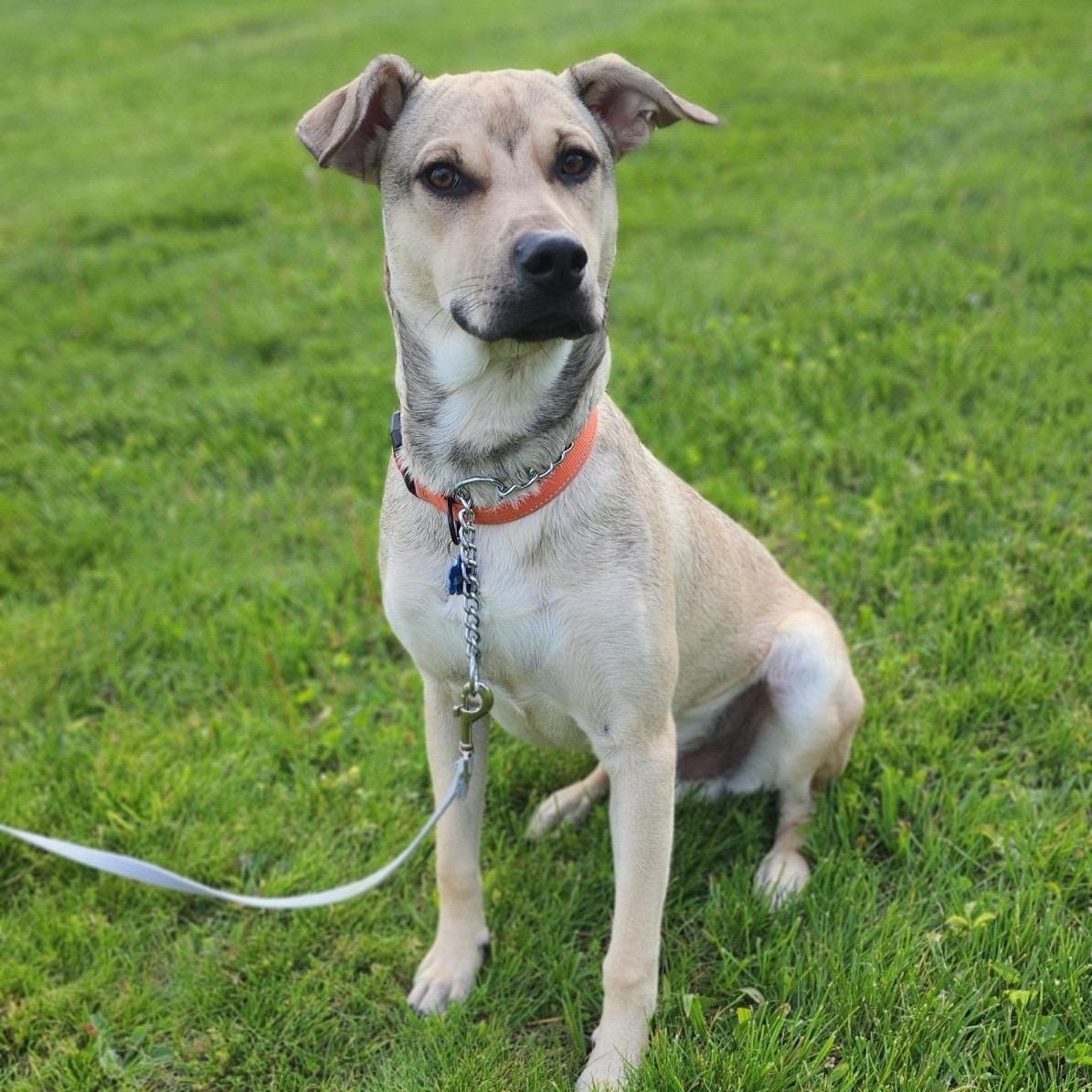 Enlarge Rico, a Adoptable mixed breed in Goshen, NY image 2/5