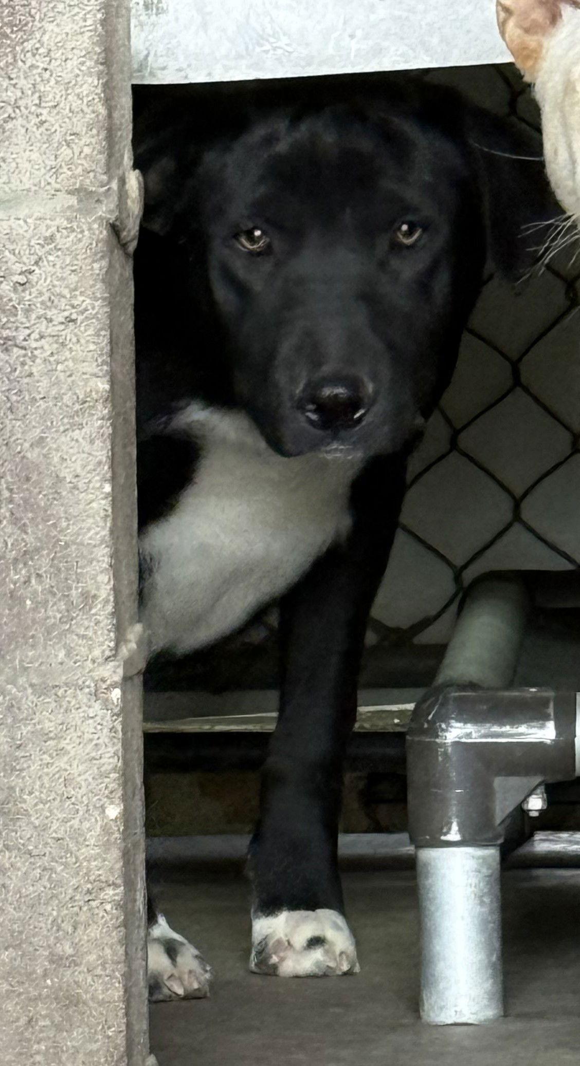 Patty, Adoptable, Young Female Labrador Retriever.