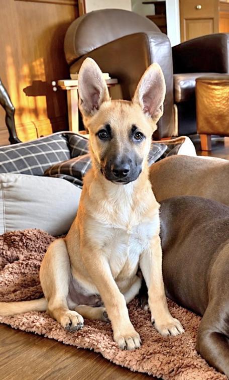 BOBO - Needs a Forever Home photo