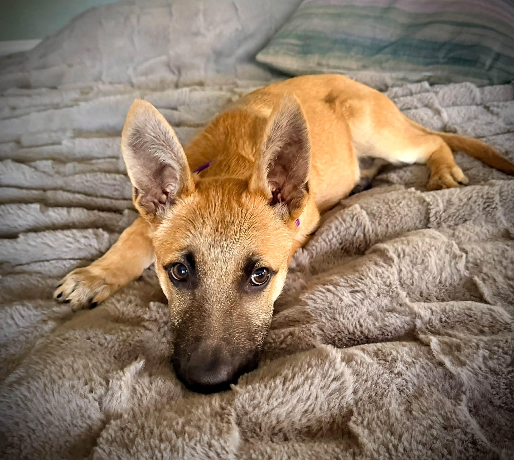 Enlarge BOBO - Needs a Forever Home, a Adoptable mixed breed in Birmingham, MI image 3/6