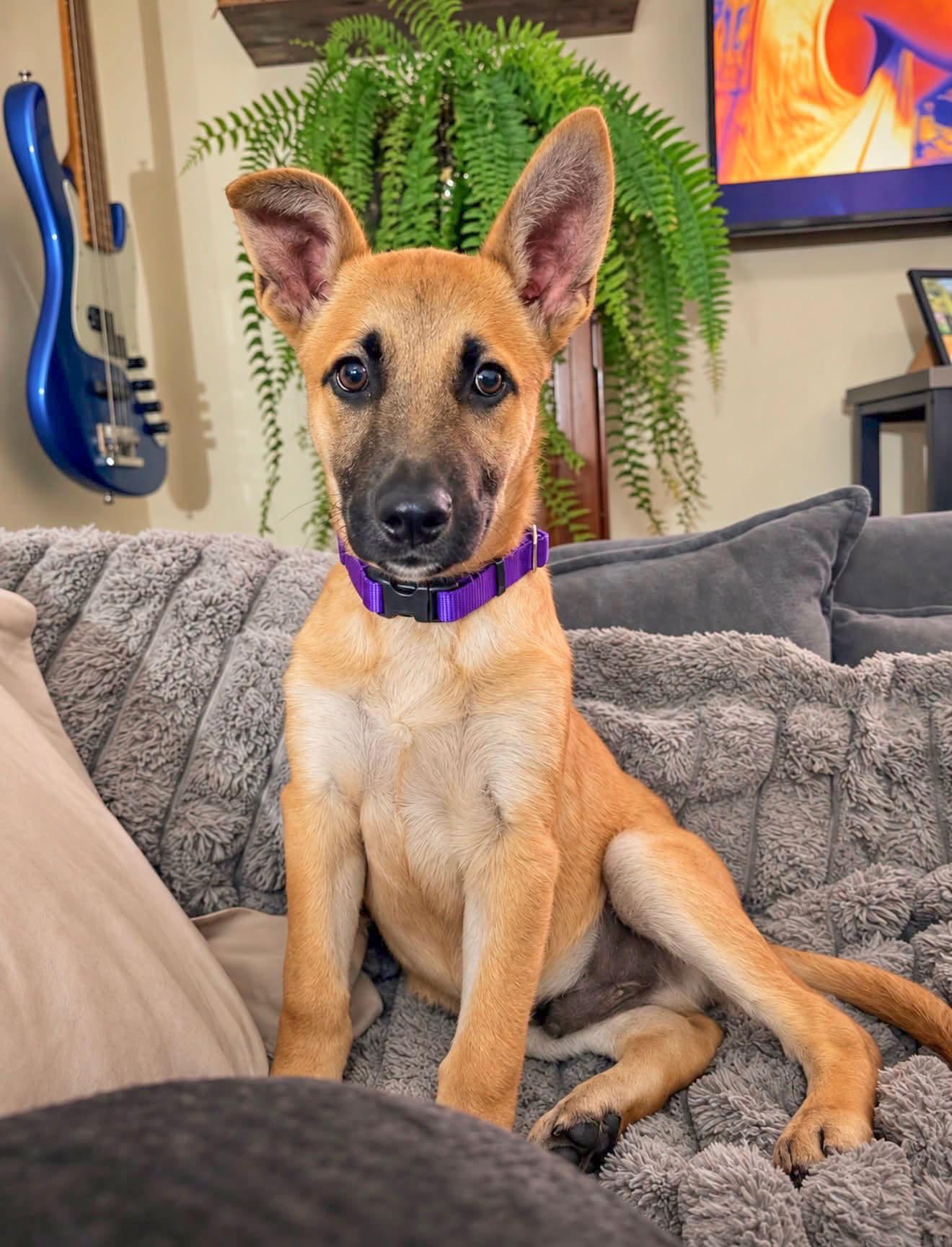 Enlarge BOBO - Needs a Forever Home, a Adoptable mixed breed in Birmingham, MI image 5/6