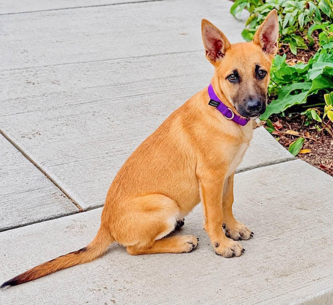 Enlarge BOBO - Needs a Forever Home, a Adoptable mixed breed in Birmingham, MI image 4/6