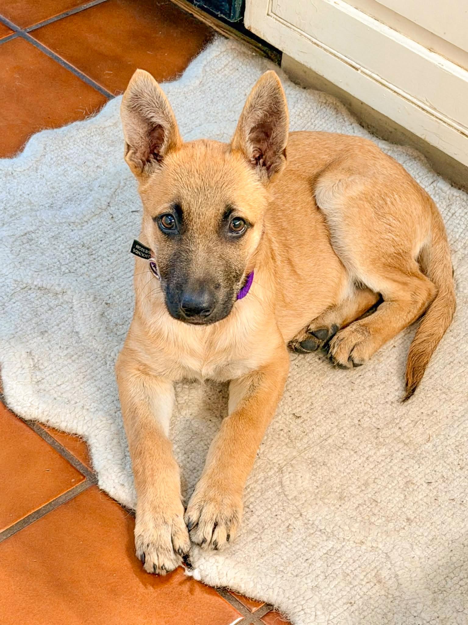 Enlarge BOBO - Needs a Forever Home, a Adoptable mixed breed in Birmingham, MI image 2/6