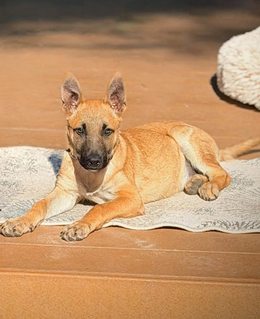Enlarge BOBO - Needs a Forever Home, a Adoptable mixed breed in Birmingham, MI image 6/6