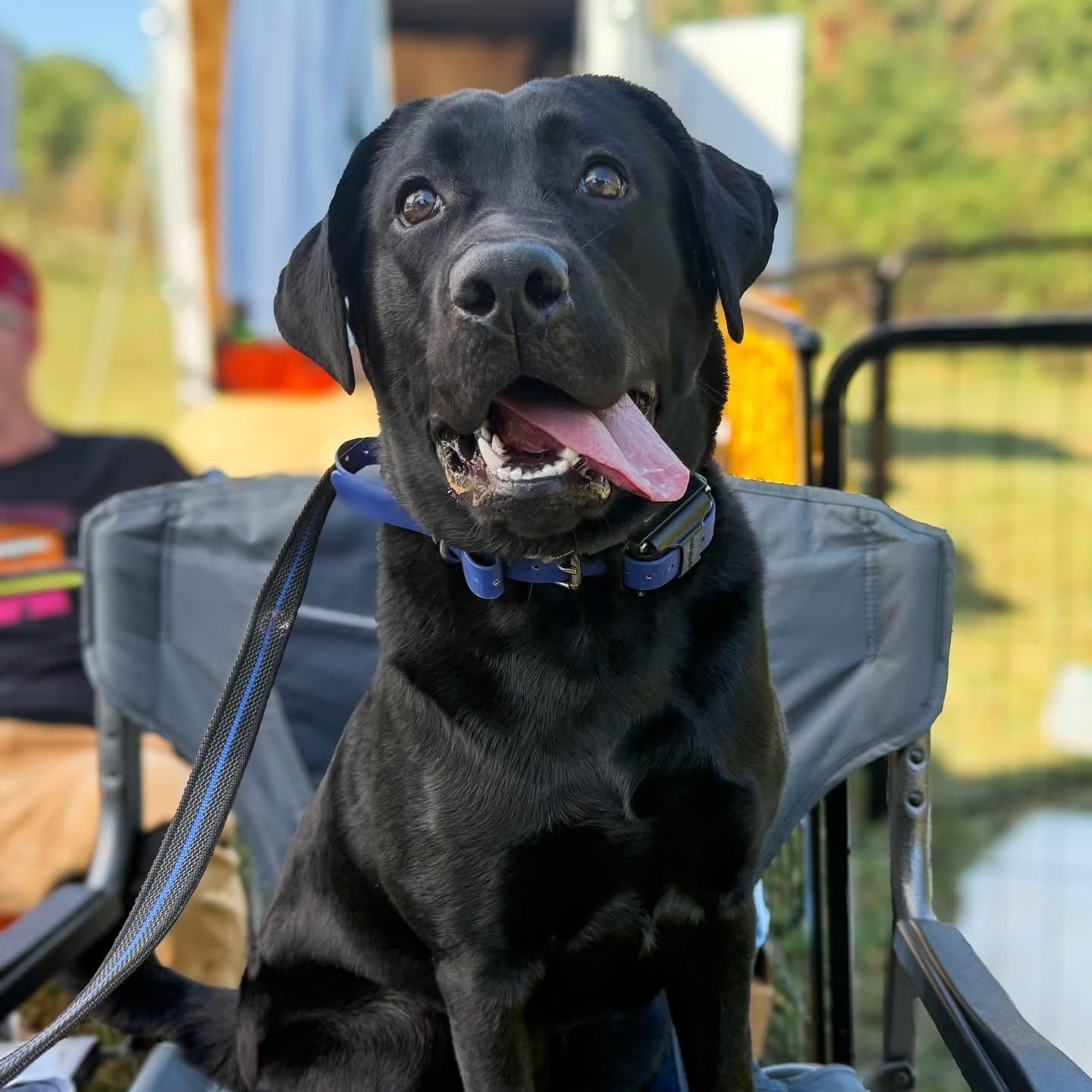 Enlarge Nyx, a Adoptable Black Labrador Retriever in Greer, SC image 2/5