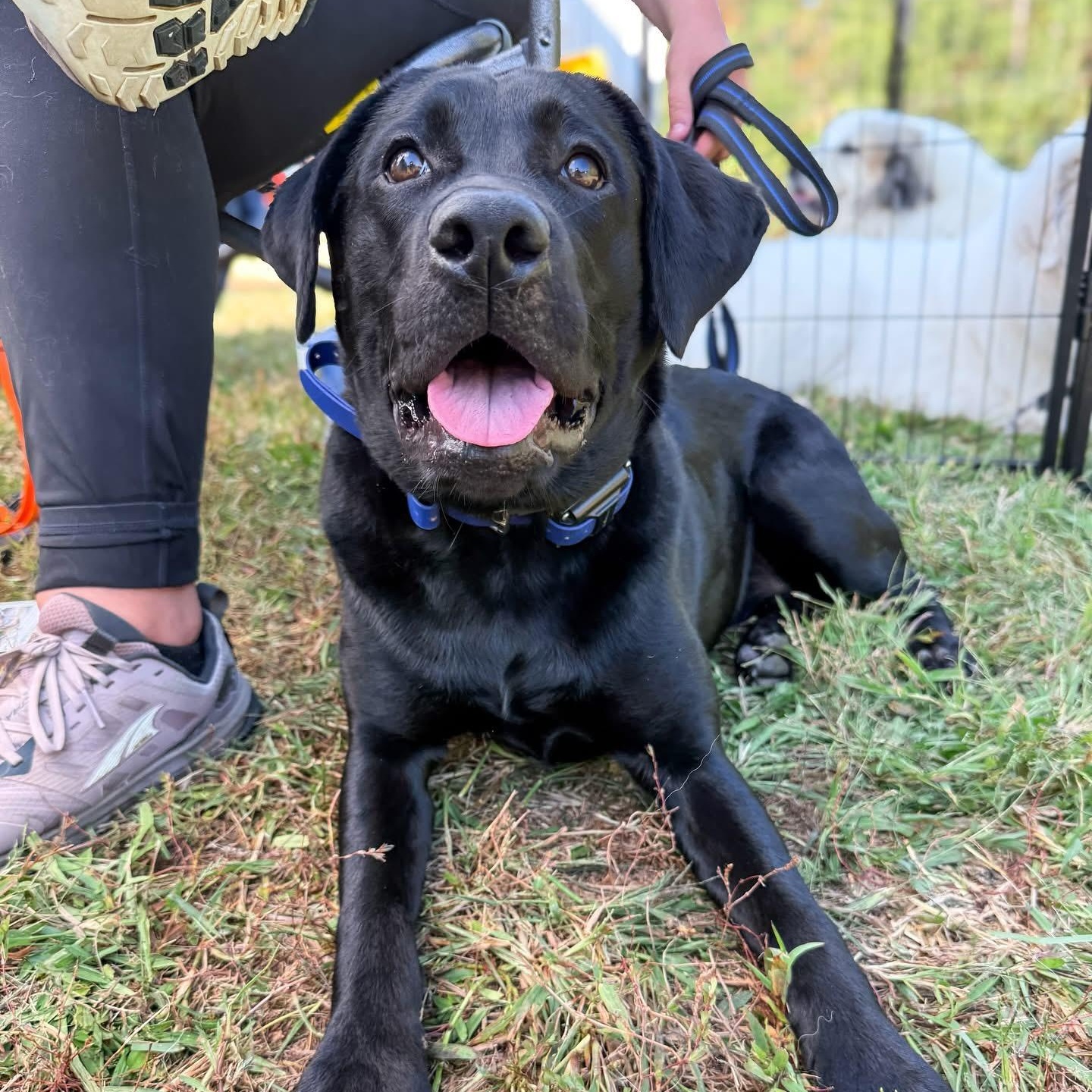 Enlarge Nyx, a Adoptable Black Labrador Retriever in Greer, SC image 3/5