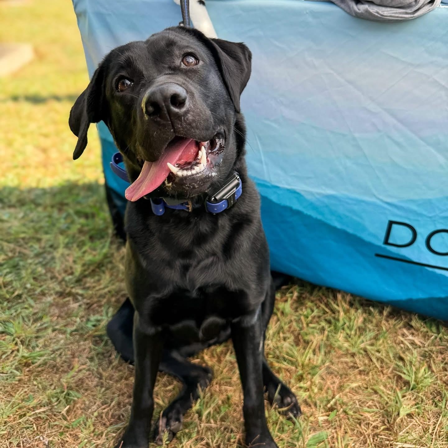 Enlarge Nyx, a Adoptable Black Labrador Retriever in Greer, SC image 4/5