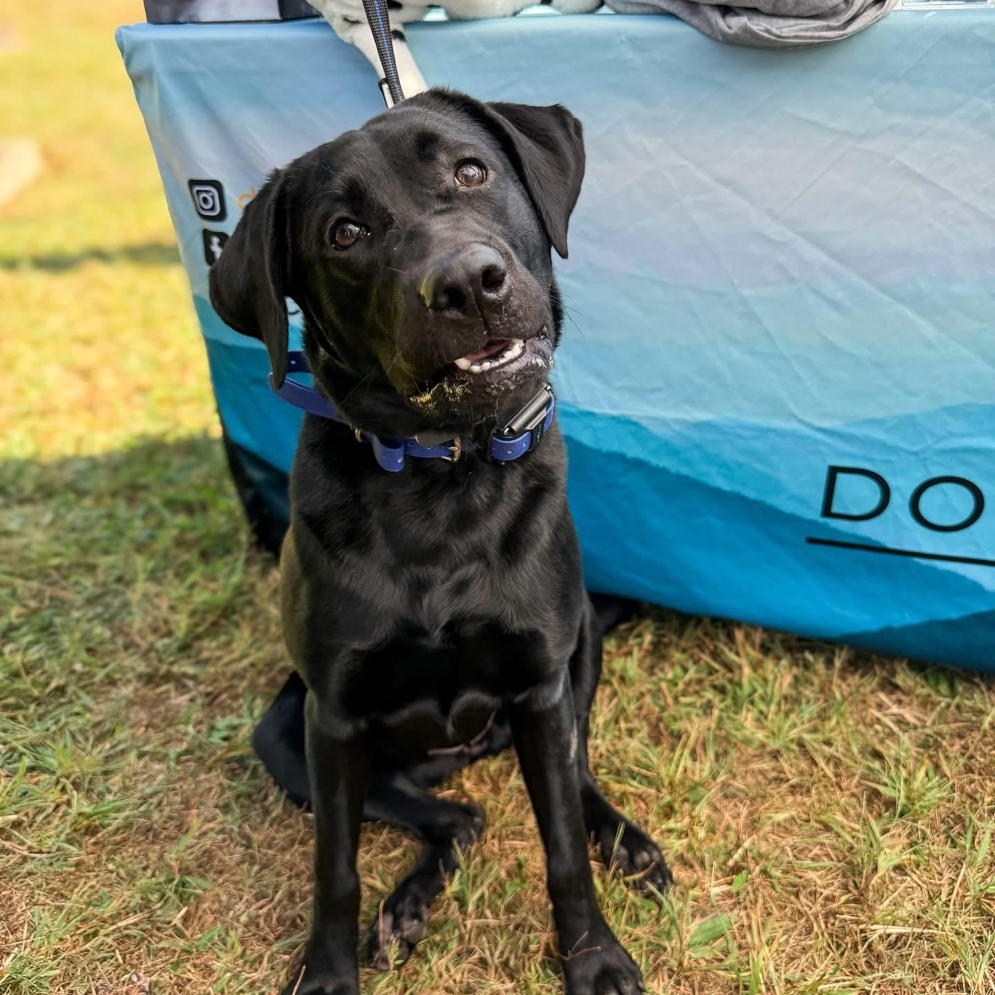 Enlarge Nyx, a Adoptable Black Labrador Retriever in Greer, SC image 5/5