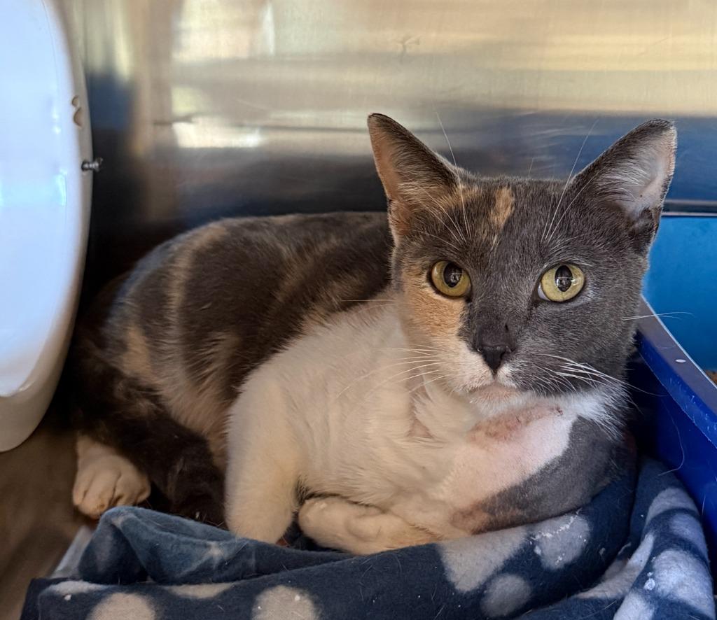 Stella, Adoptable, Young Female Domestic Short Hair.