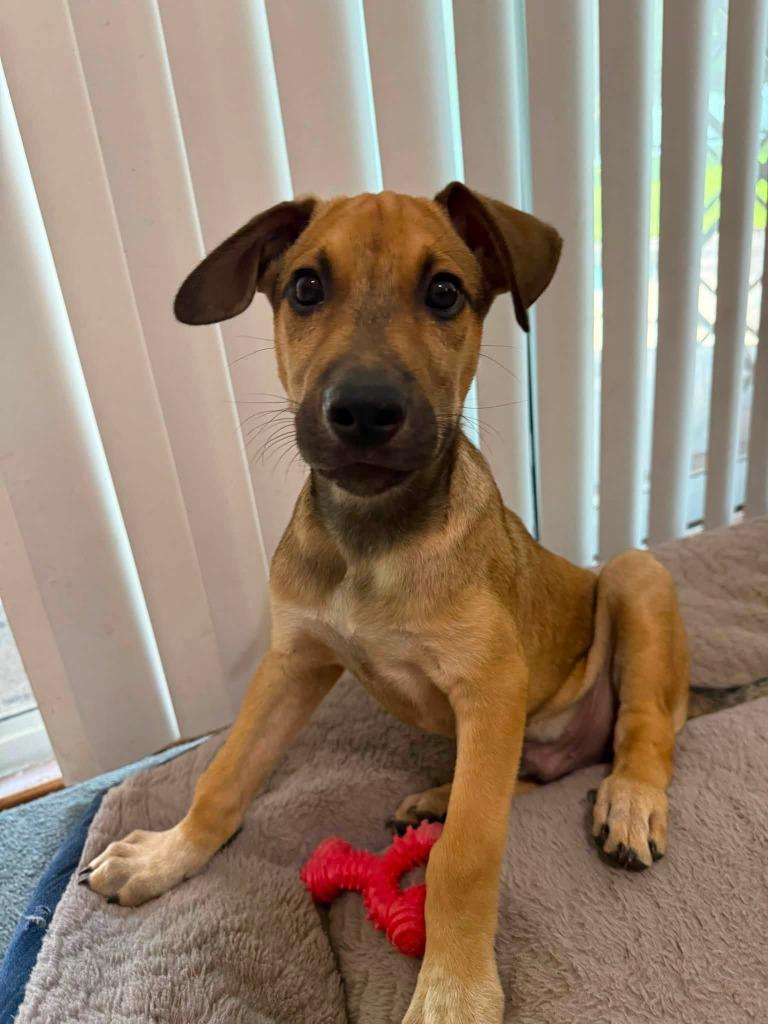 Howie, Adoptable, Puppy Male Hound & Black Mouth Cur.