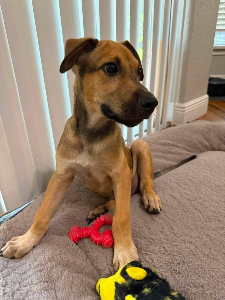 Howie, a Adoptable mixed breed in Orlando, FL image 2/4