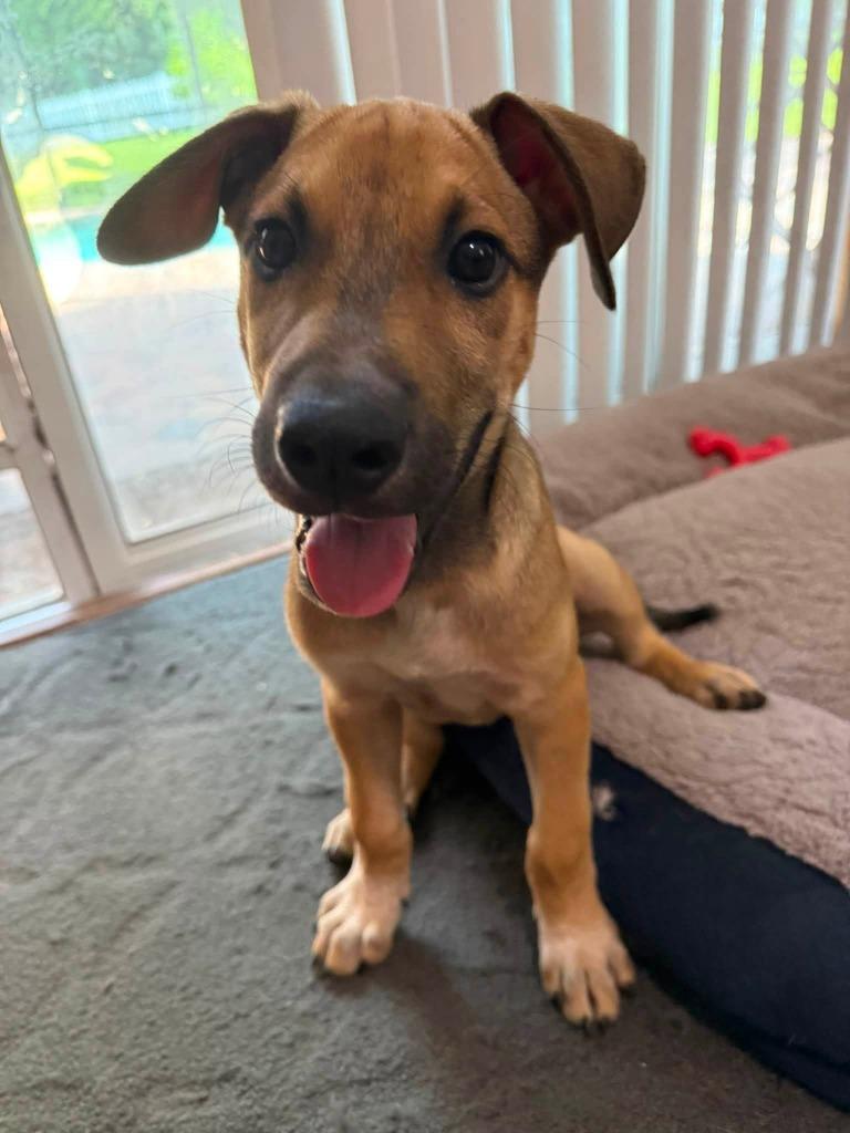 Howie, a Adoptable mixed breed in Orlando, FL image 3/4