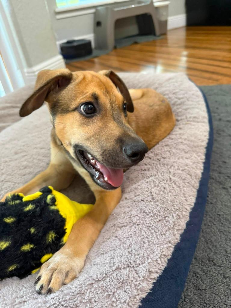 Howie, a Adoptable mixed breed in Orlando, FL image 4/4