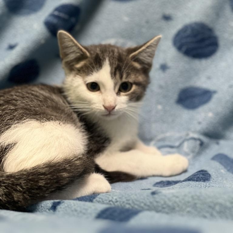 Enlarge Pini, a Adoptable Domestic Short Hair in Jackson, MI image 2/3