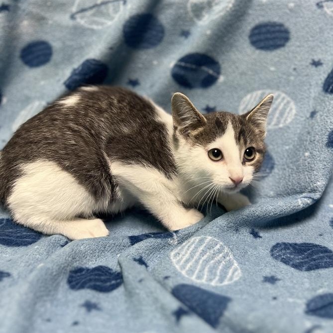 Enlarge Pini, a Adoptable Domestic Short Hair in Jackson, MI image 3/3