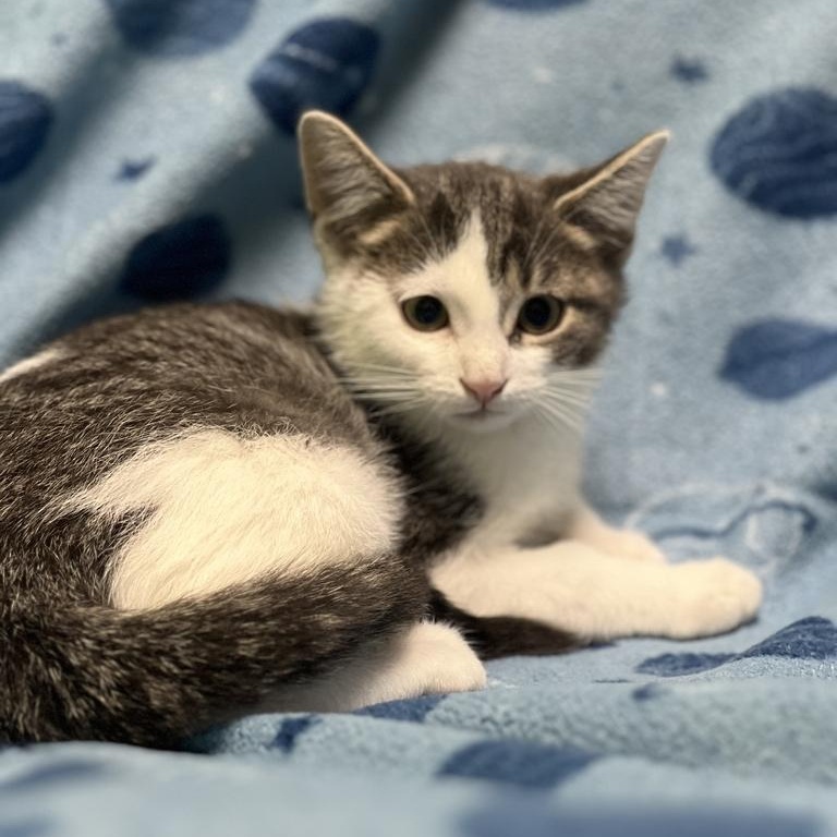 Enlarge Pini, a Adoptable Domestic Short Hair in Jackson, MI image 1/3