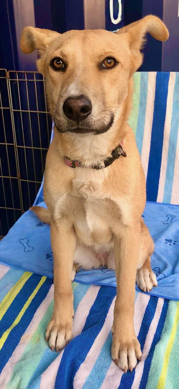 Bonnie, a Adoptable mixed breed in San Diego, CA image 1/3