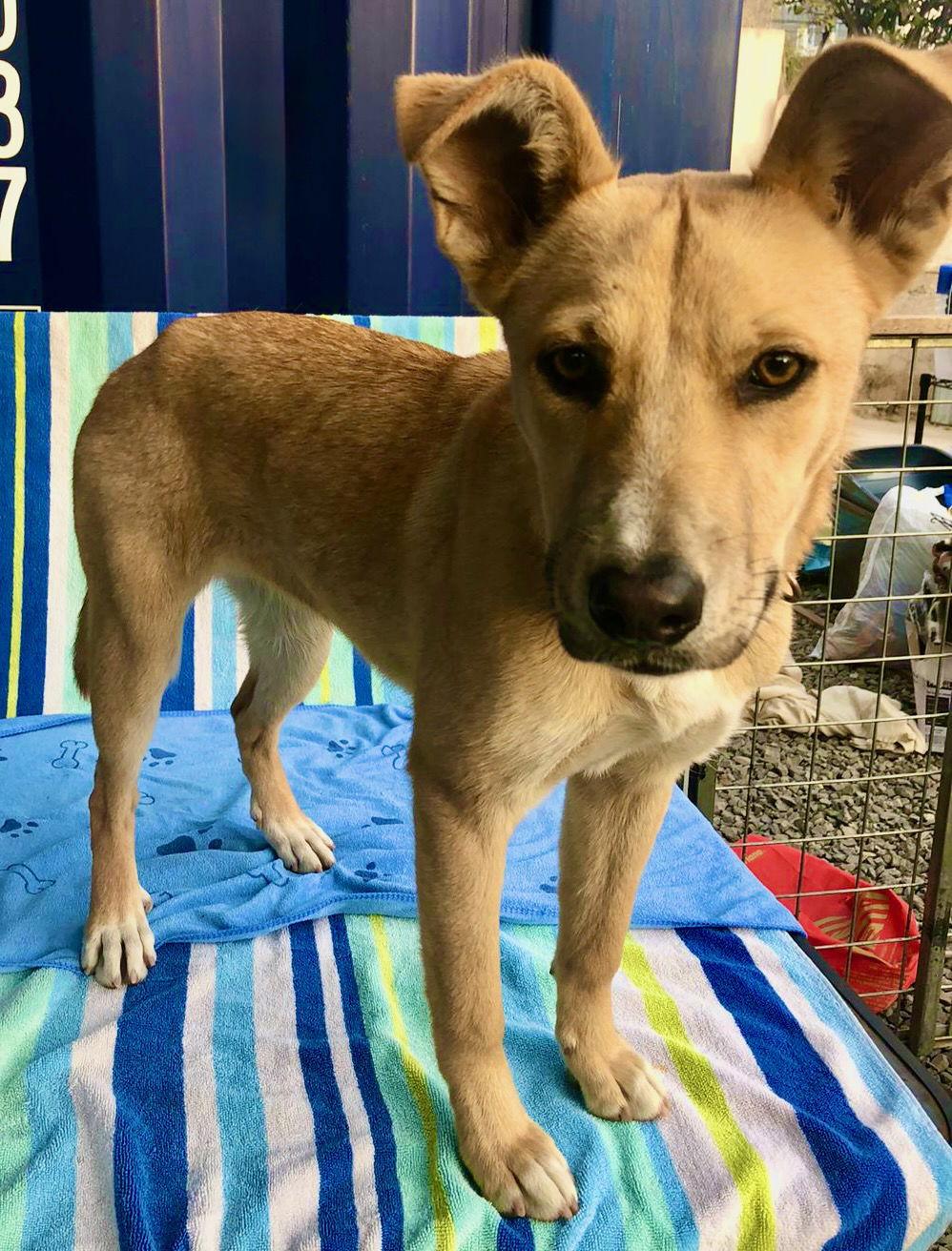 Bonnie, a Adoptable mixed breed in San Diego, CA image 2/3