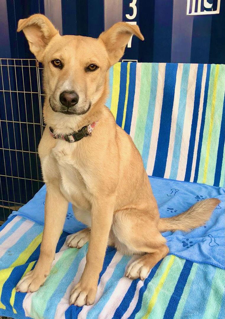 Bonnie, a Adoptable mixed breed in San Diego, CA image 3/3