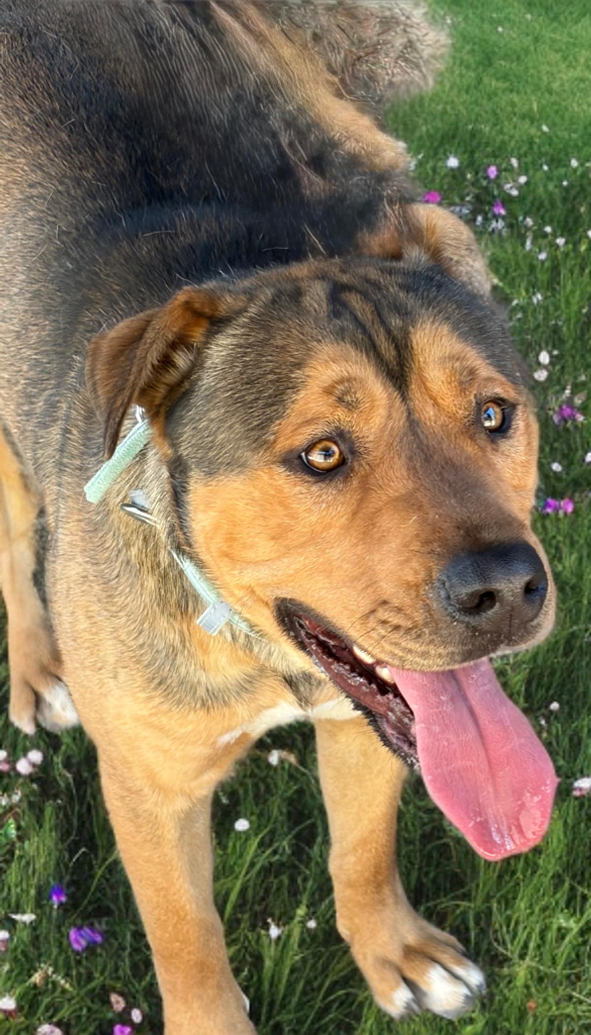 Enlarge Pepsi, a Adoptable Rottweiler in Kingman, AZ image 1/3