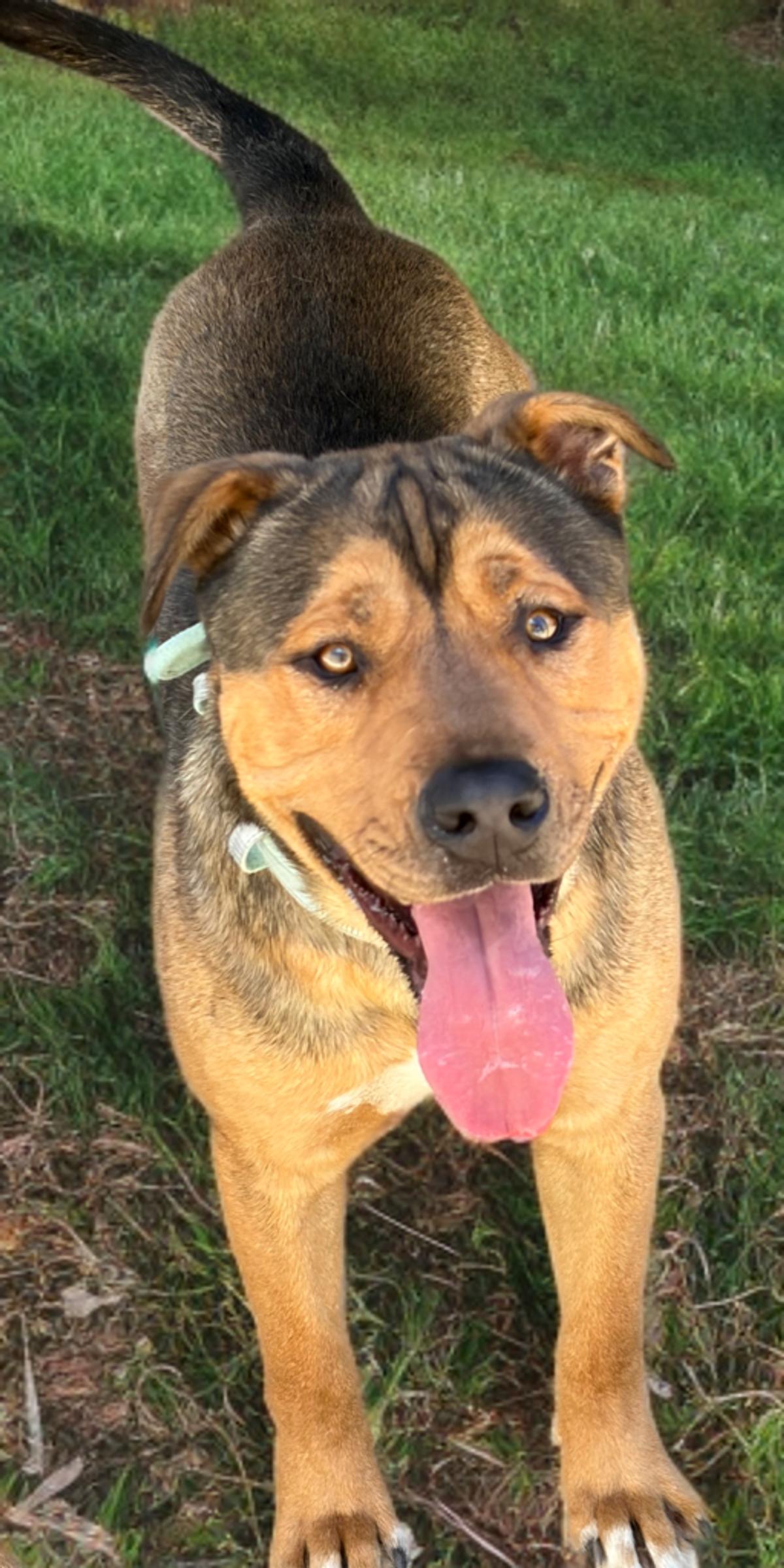 Enlarge Pepsi, a Adoptable Rottweiler in Kingman, AZ image 2/3