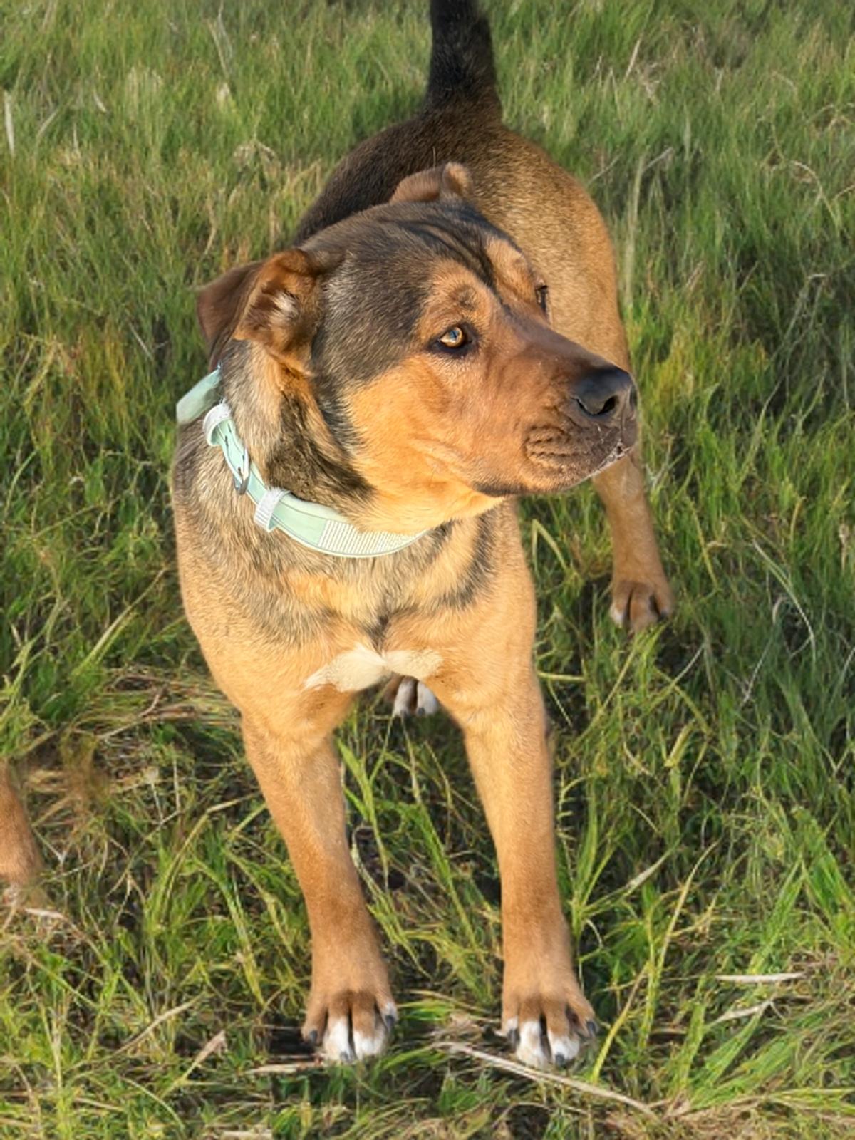 Enlarge Pepsi, a Adoptable Rottweiler in Kingman, AZ image 3/3