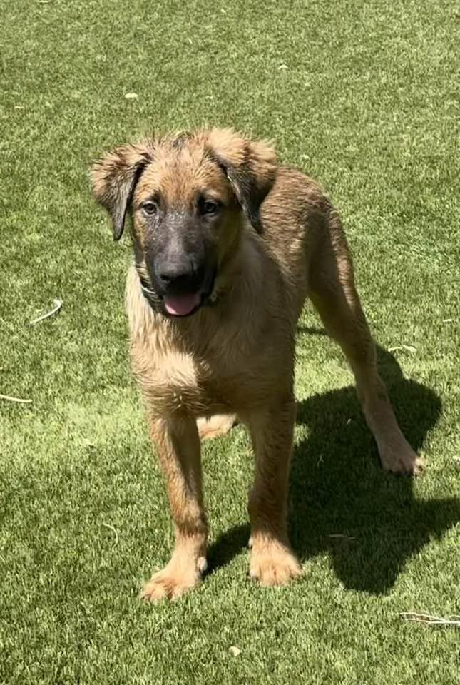 Enlarge Yogi, a Adoptable mixed breed in Phoenix, AZ image 1/3
