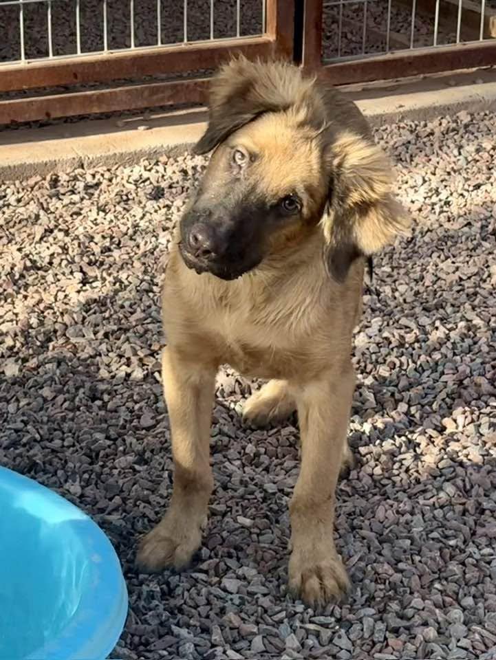 Enlarge Yogi, a Adoptable mixed breed in Phoenix, AZ image 2/3