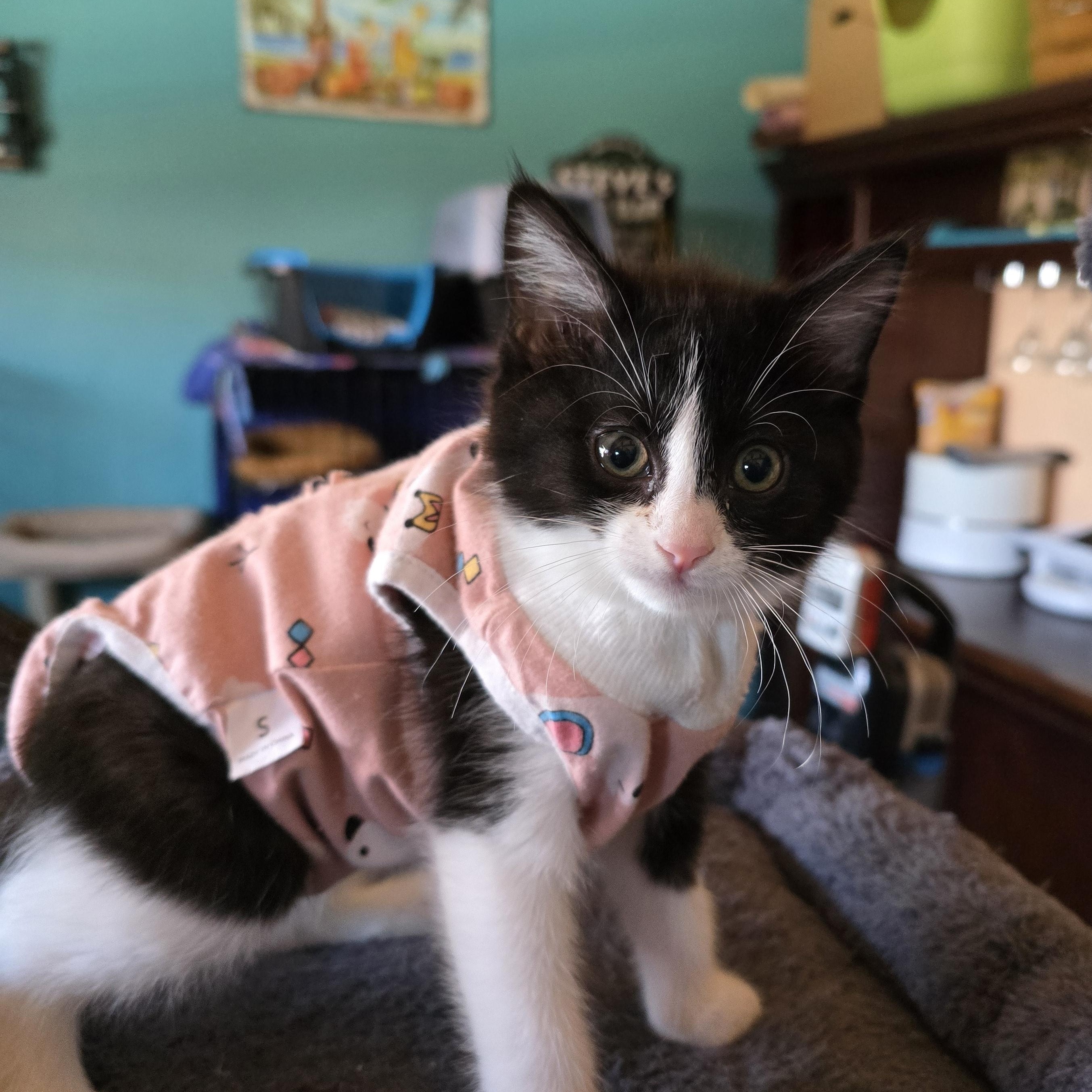 Pepper, a Adoptable Domestic Short Hair in Tracy, CA image 1/3