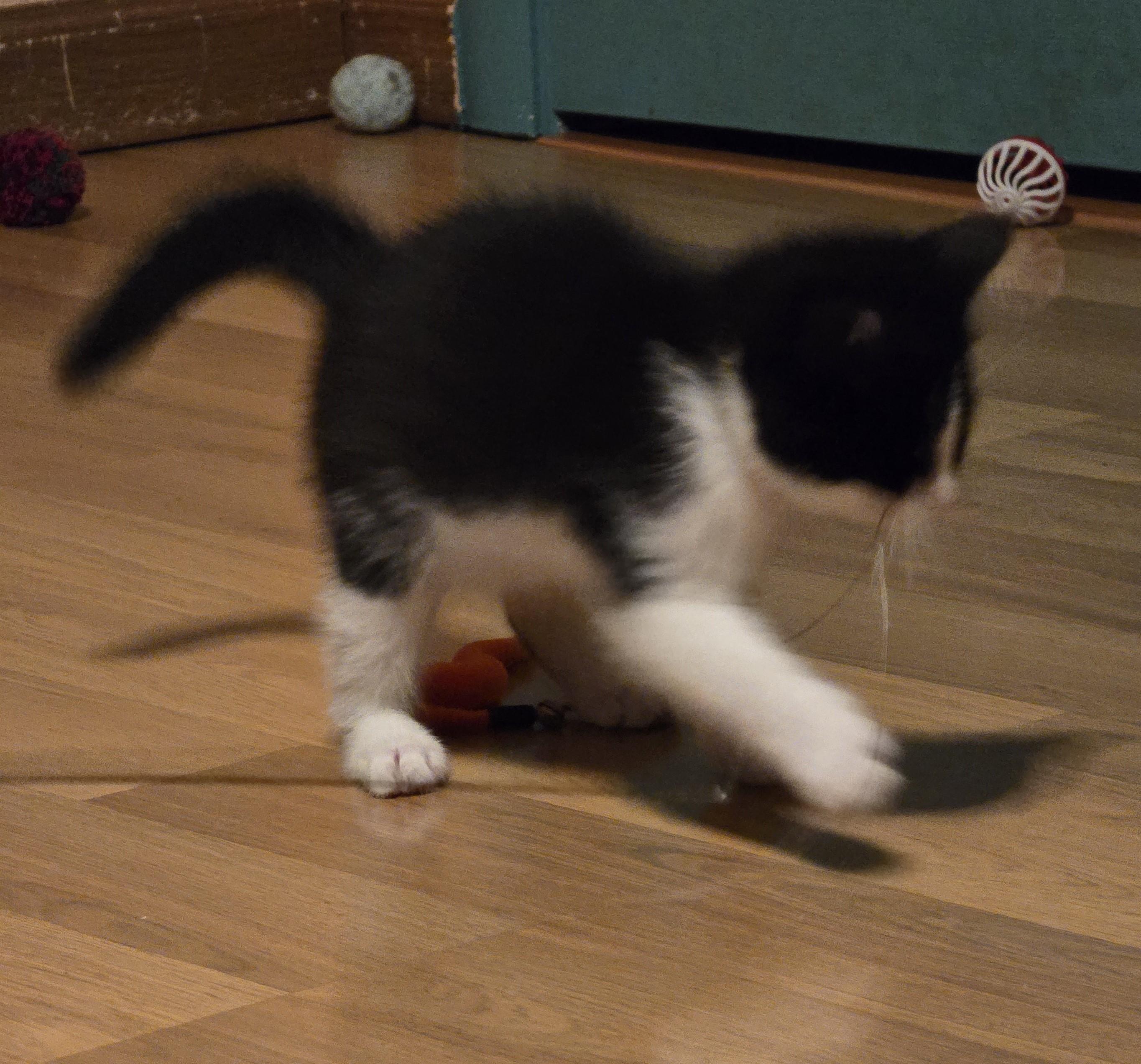 Pepper photo 3