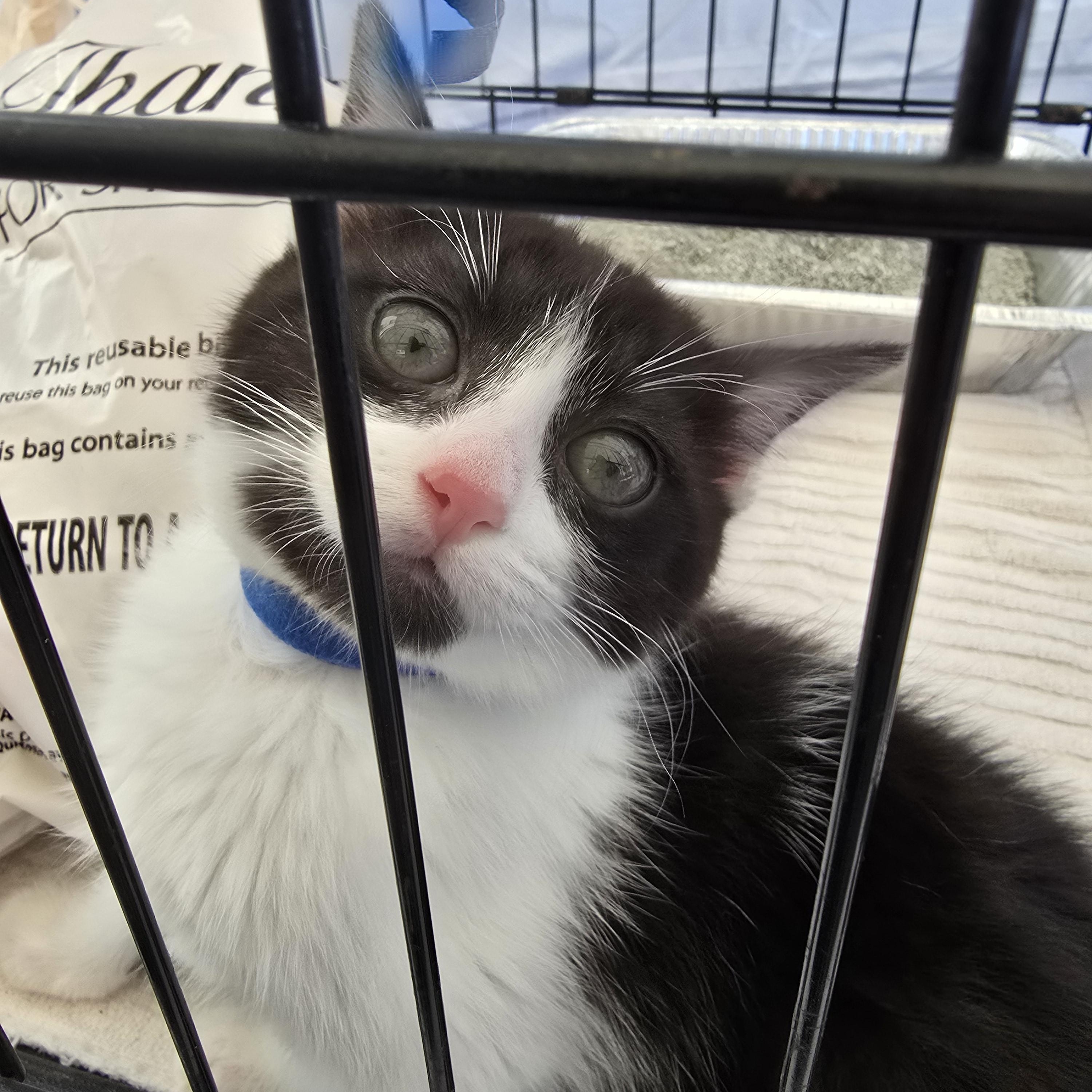 Pepper, a Adoptable Domestic Short Hair in Tracy, CA image 3/3