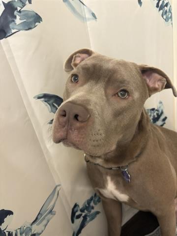 Enlarge ZIGGY, a Adoptable Pit Bull Terrier in Dayton, OH image 1/1