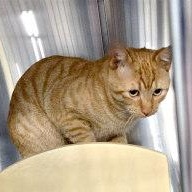 Enlarge CHEETOPUFF, an adopted Tabby in Henderson, NV image 2/3