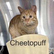 CHEETOPUFF, adopted, Adult Male Tabby.