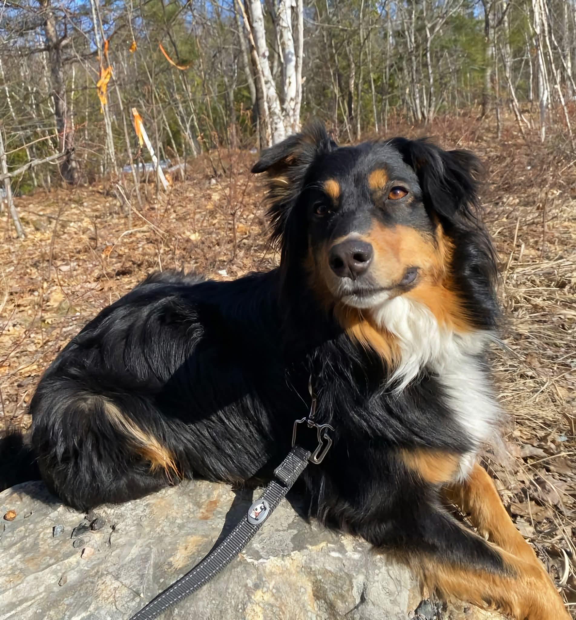 Beau, a Adoptable mixed breed in Lively, ON image 1/3