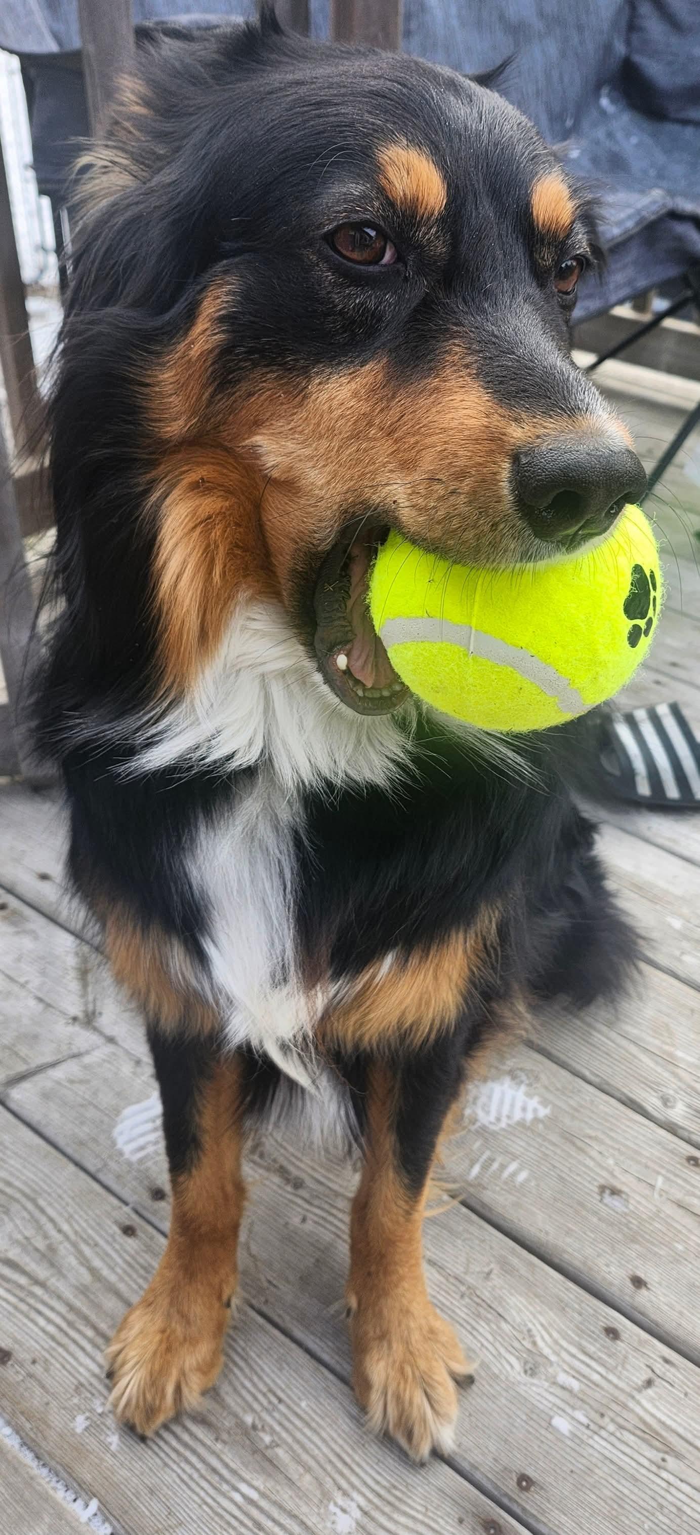 Beau, a Adoptable mixed breed in Lively, ON image 2/3