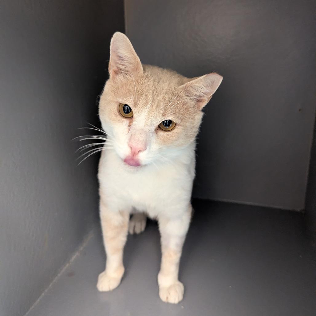 Enlarge Dozer, a Adoptable Domestic Short Hair in Hendersonville, NC image 1/5