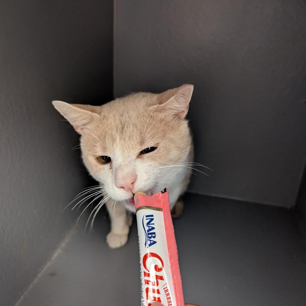 Enlarge Dozer, a Adoptable Domestic Short Hair in Hendersonville, NC image 2/5