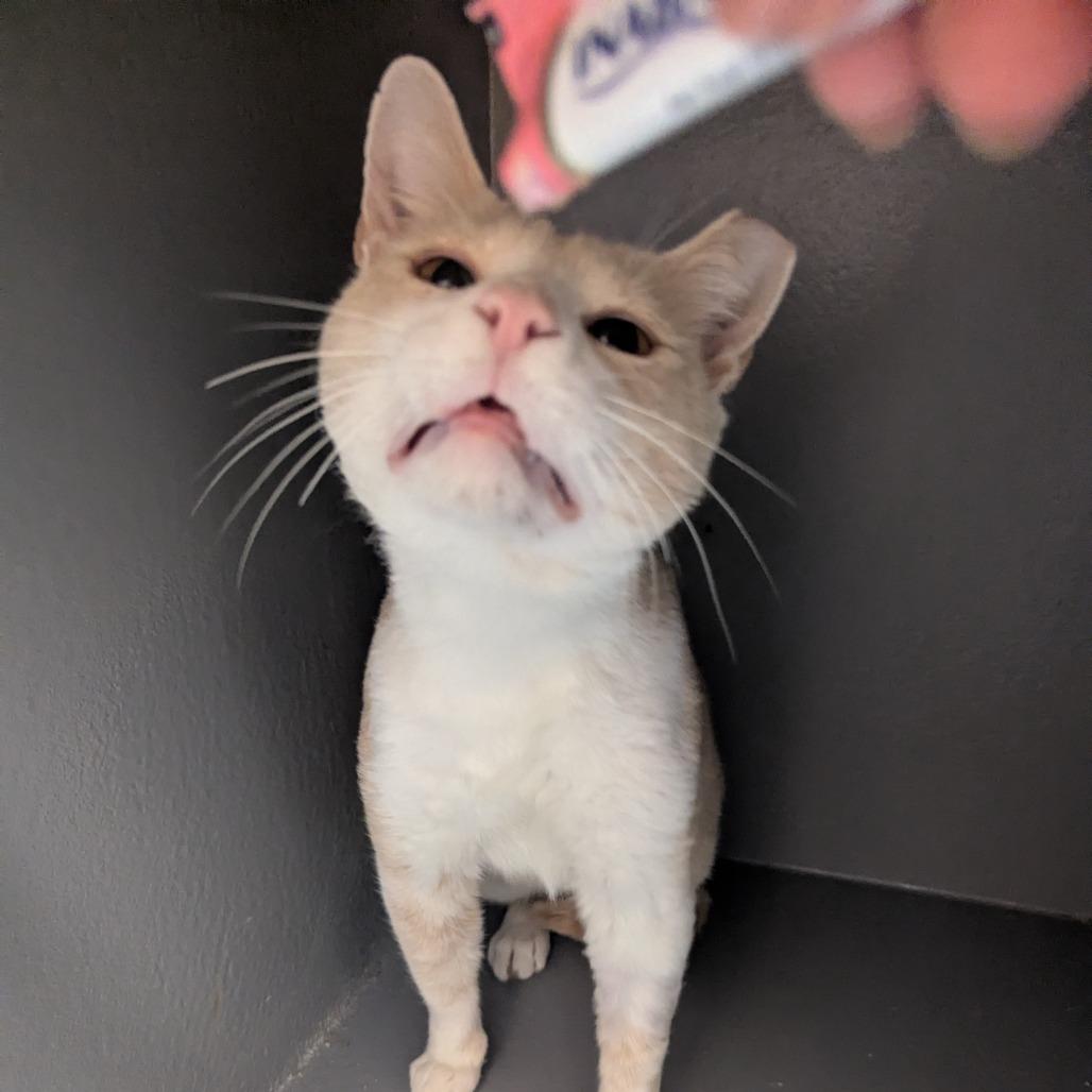 Enlarge Dozer, a Adoptable Domestic Short Hair in Hendersonville, NC image 3/5