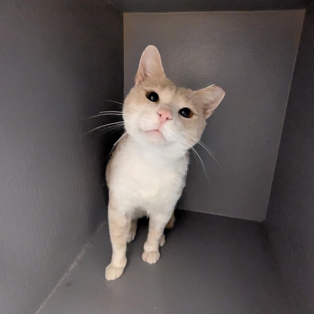 Enlarge Dozer, a Adoptable Domestic Short Hair in Hendersonville, NC image 4/5