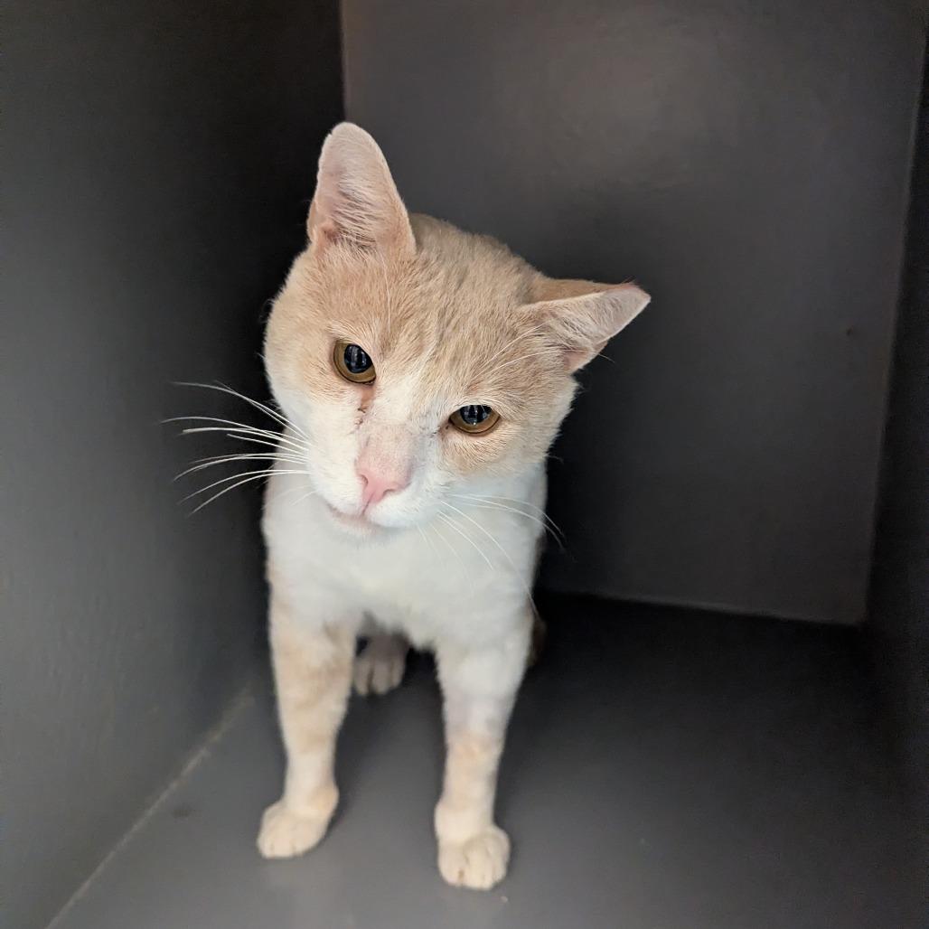 Enlarge Dozer, a Adoptable Domestic Short Hair in Hendersonville, NC image 5/5