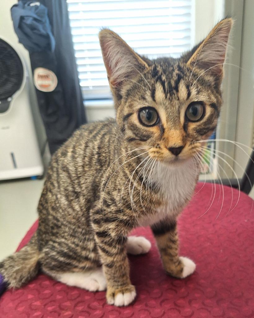 Meri, Adoptable, Kitten Female Domestic Short Hair.