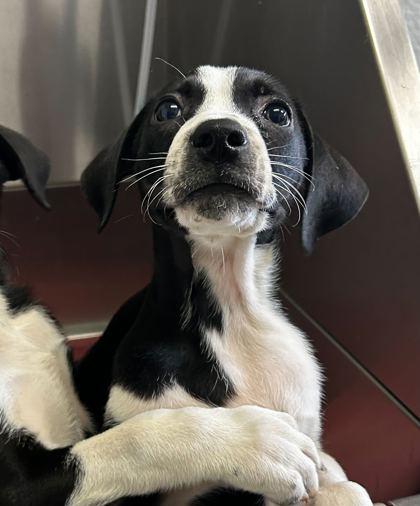 Enlarge Jeez Louise, a Adoptable mixed breed in Spruce Pine, NC image 1/1