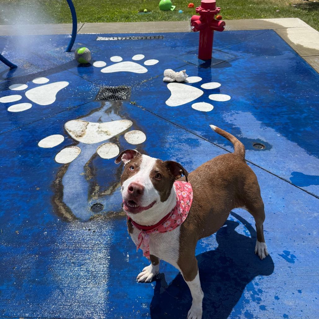 Rasputia, Adoptable, Adult Female Pit Bull Terrier.