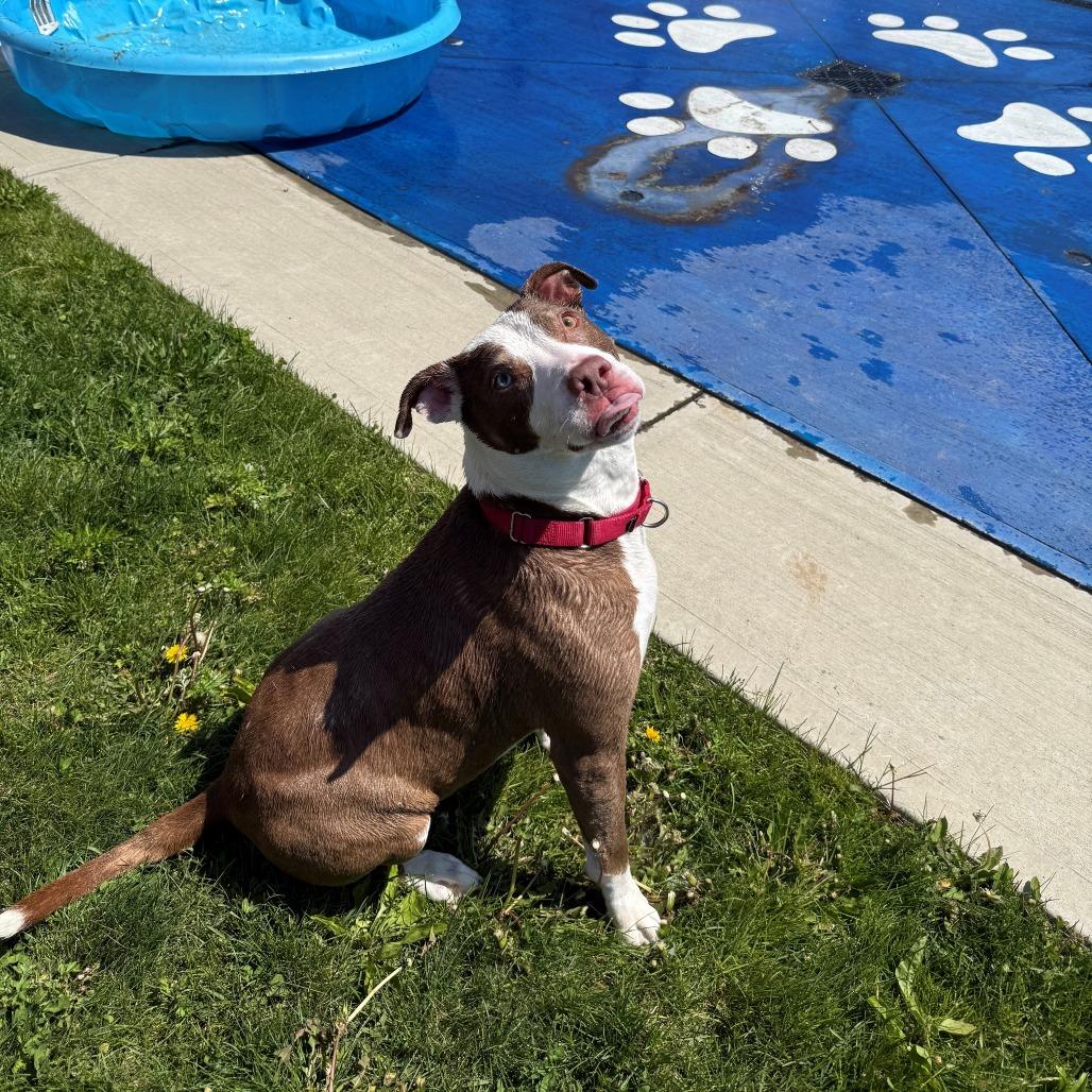 Rasputia, Adoptable, Adult Female Pit Bull Terrier.
