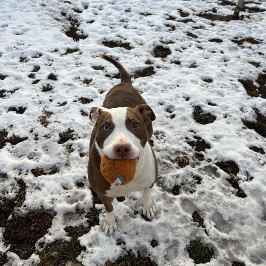Rasputia, Adoptable, Adult Female Pit Bull Terrier.