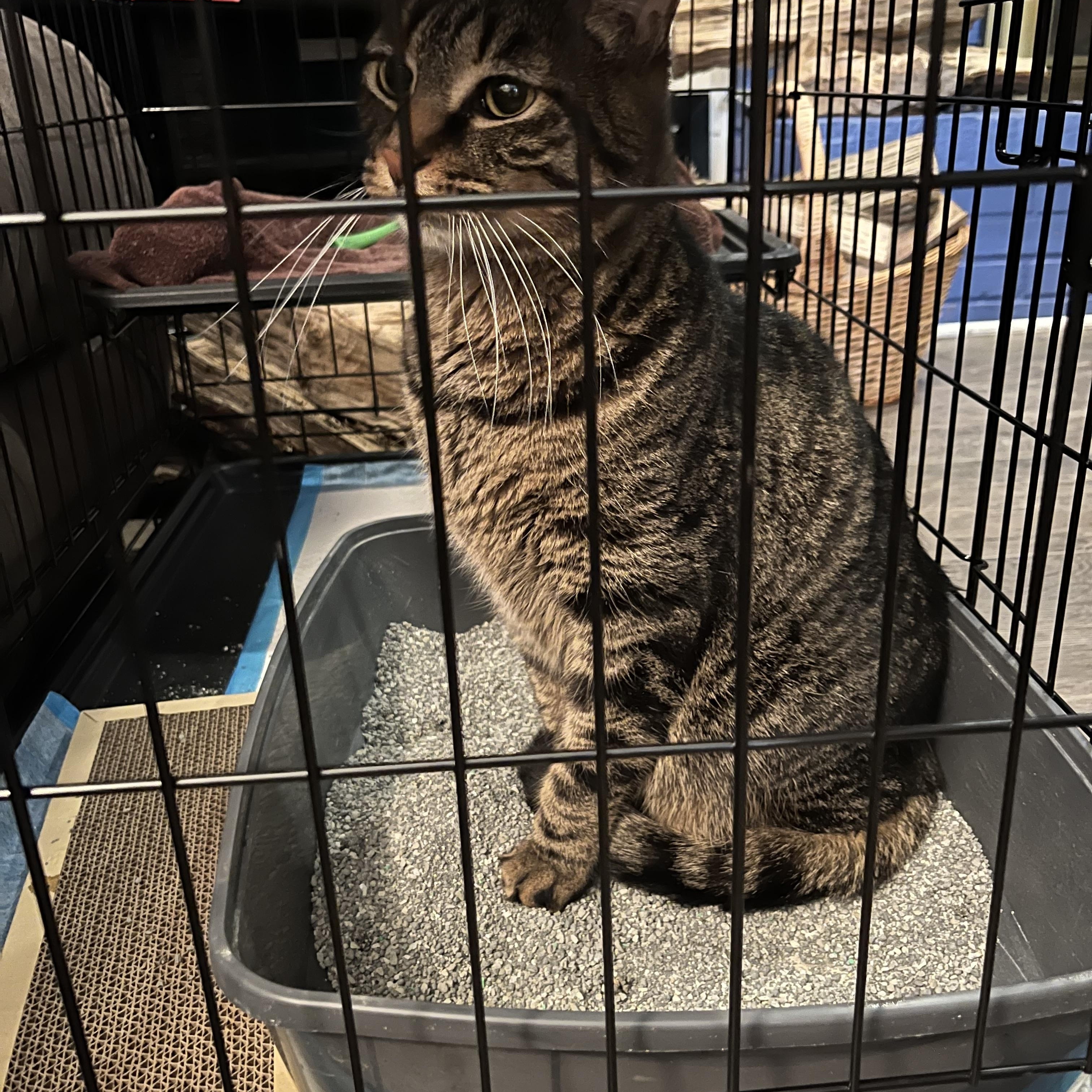 Enlarge Ken, a ADOPTABLE Domestic Short Hair in Palatine, IL image 2/2