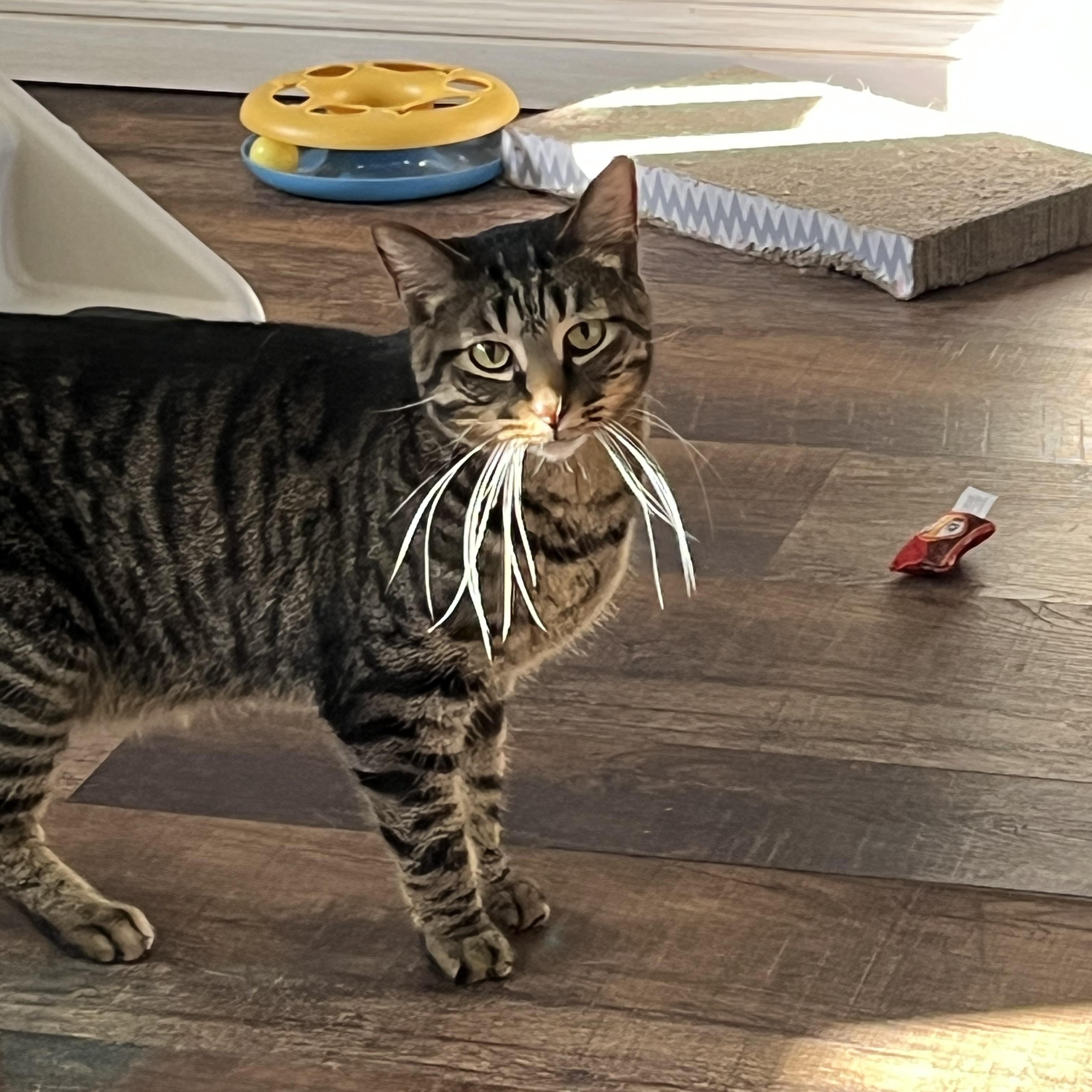 Ken, ADOPTABLE, Adult Male Domestic Short Hair.