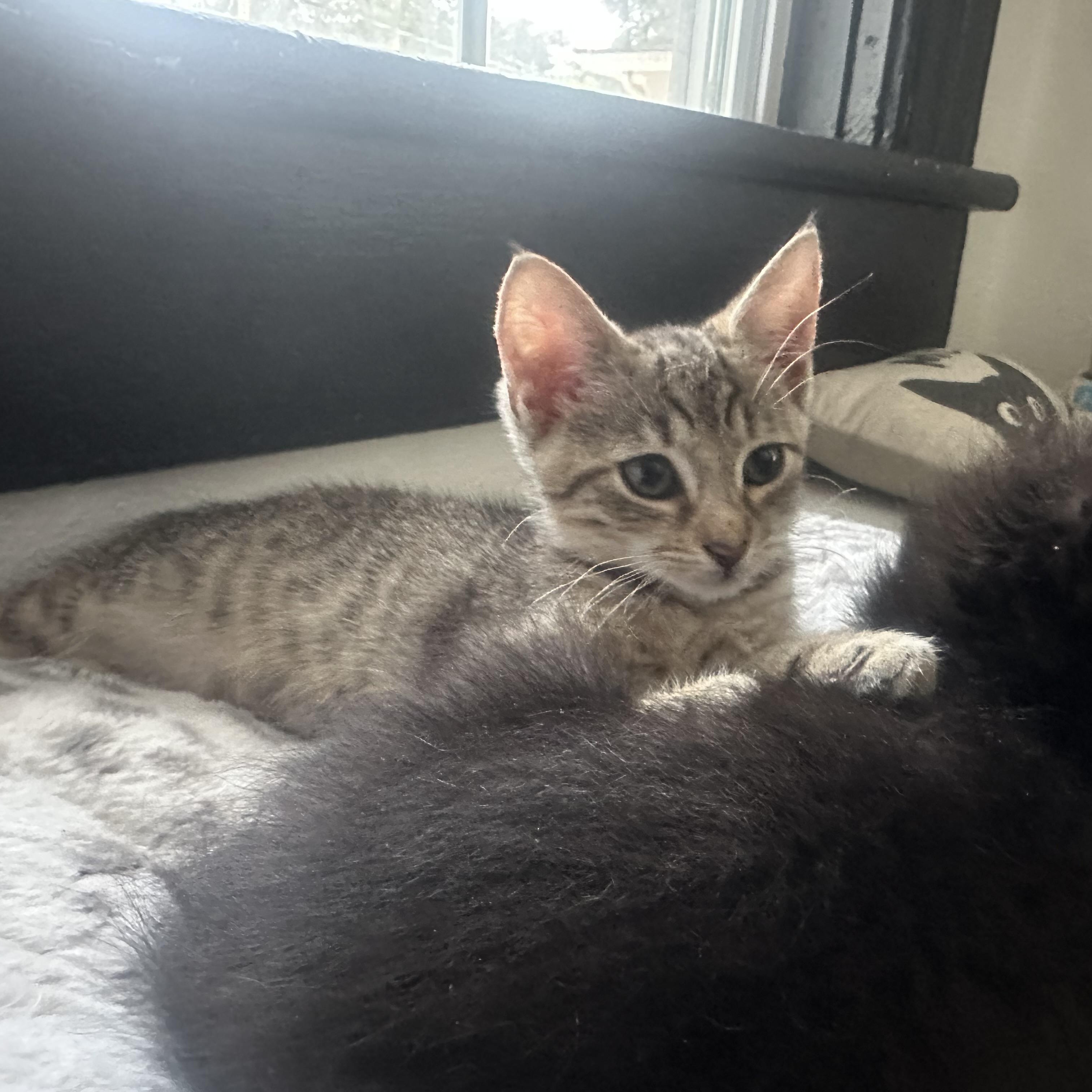 Sophia, an adopted Domestic Short Hair in Easley, SC image 3/6