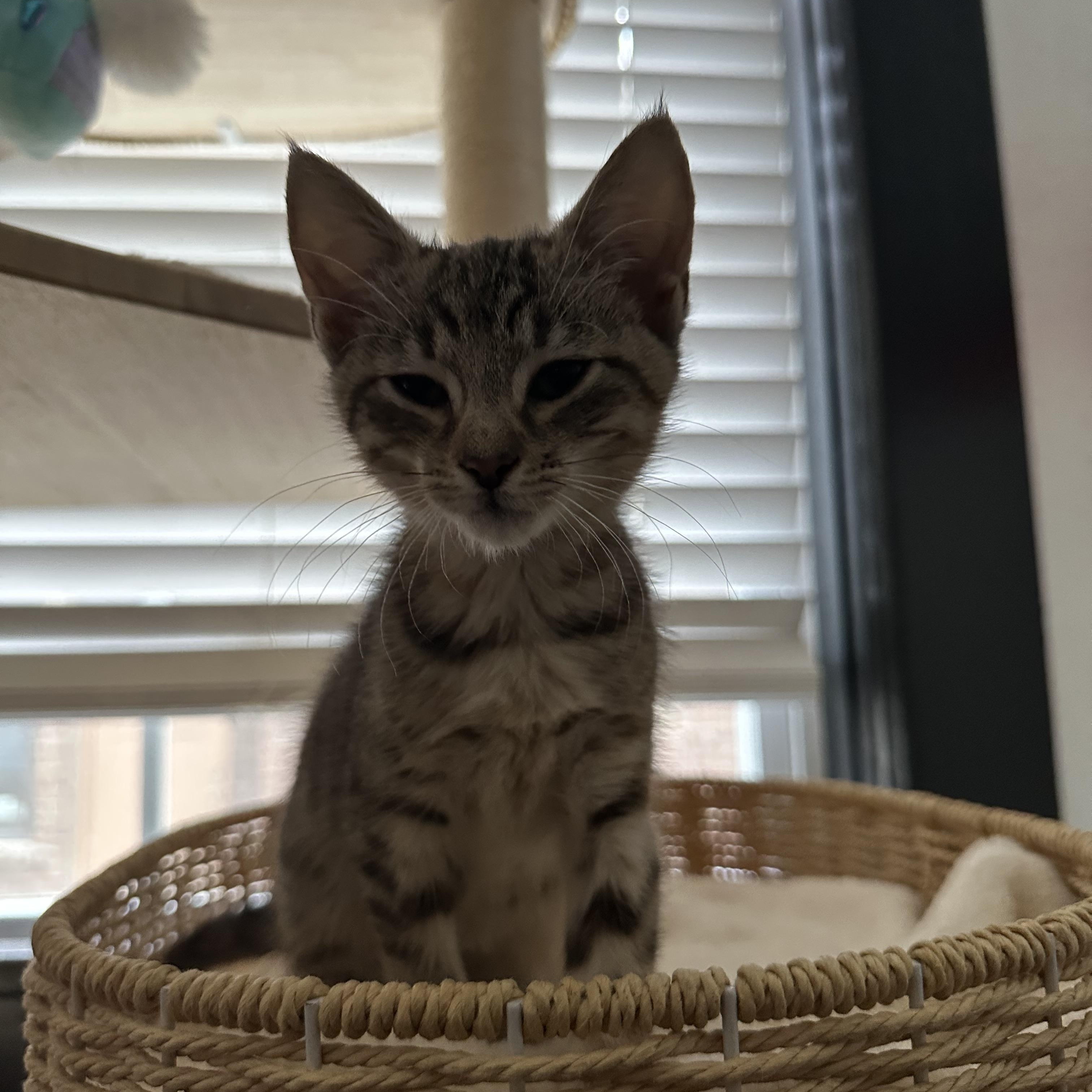 Sophia, an adopted Domestic Short Hair in Easley, SC image 2/6
